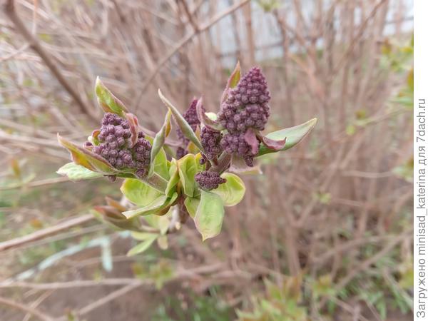 Сирень вчера 29 марта