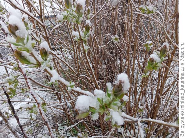 Сирень сегодня 30 марта