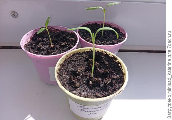 24.03. появление первых настоящих листиков