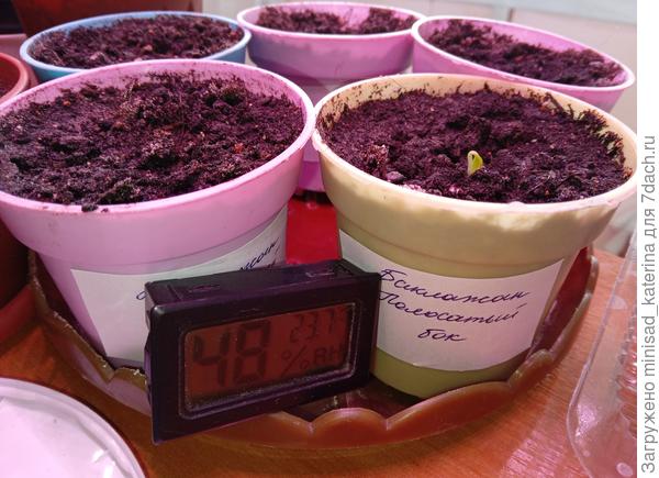 Первый всход