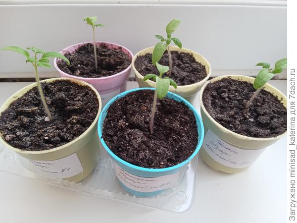 Сеянцы Нуар Коктейль