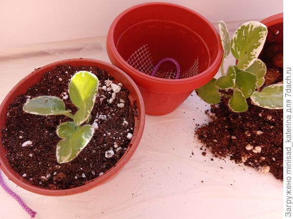 Рассаживаю детки (26.01.23)