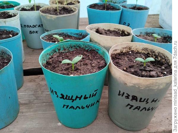 Еще три всхода