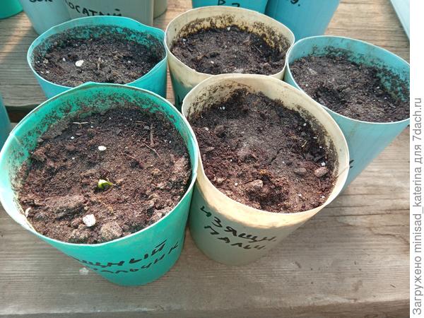 Первый всход