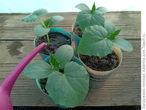 Полив со Здравнем