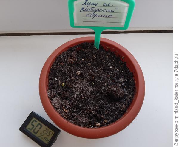 Первый всход