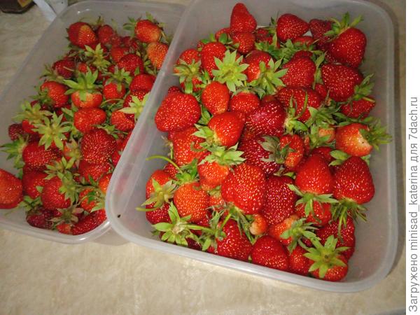 Первый урожай