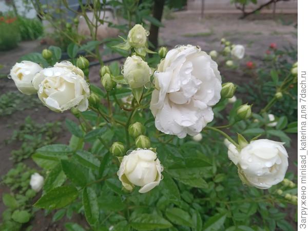 Белая роза Морсдаг