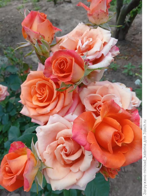 Моя любимая кустовая