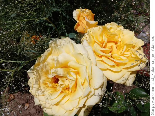 Желтая роза, название не знаю