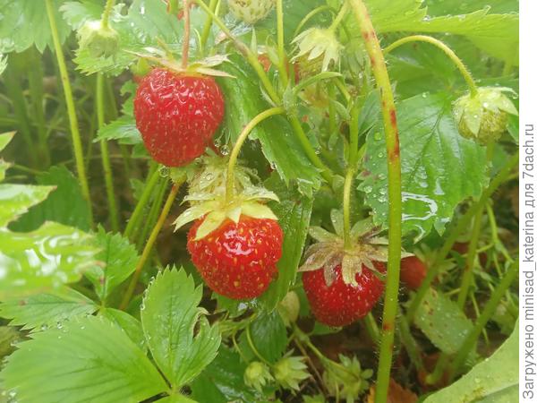 Начало сбора клубники