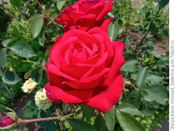 Названия этой розы тоже не знаю, куст высокий, почти с человеческий рост