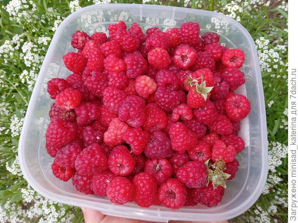 Первая малина