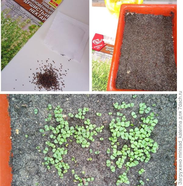 Посев и всходы