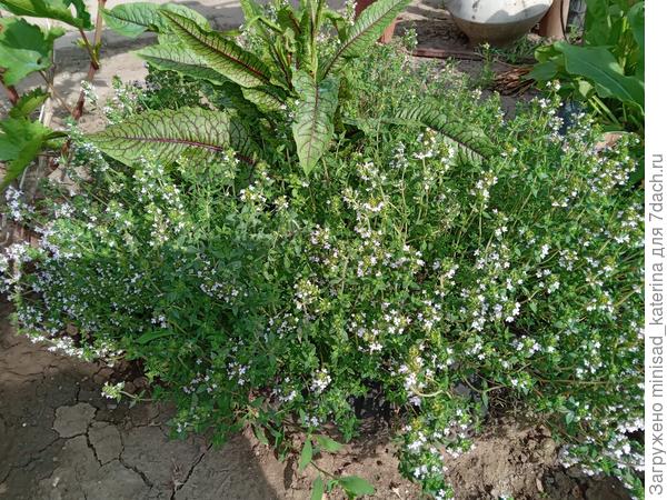 Цветущий куст по соседству со щавелем Кровавая Мэри