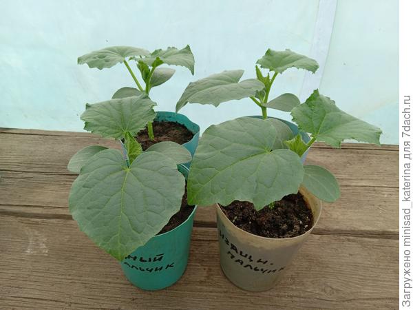 23.04., рассада