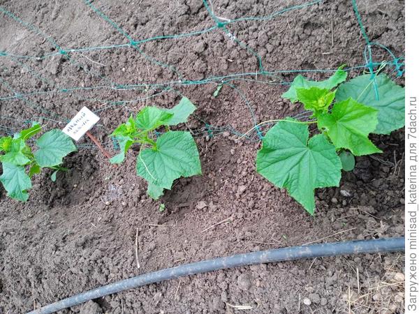 09.05, рост огурцов