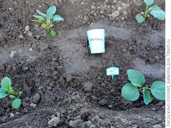 Кусты высажены