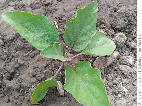 Куст с бутоном