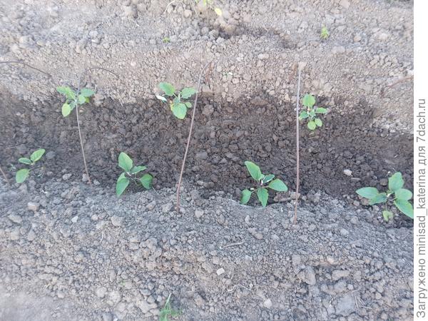 Баклажаны Мурзик, ряд снизу 17.05.23