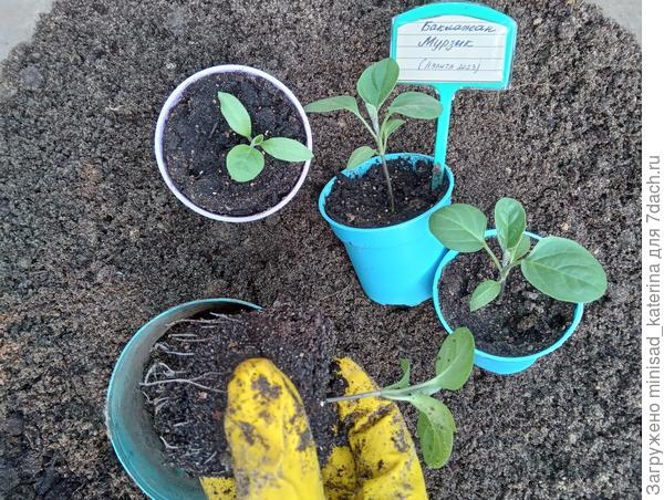 Перевалка 17 04