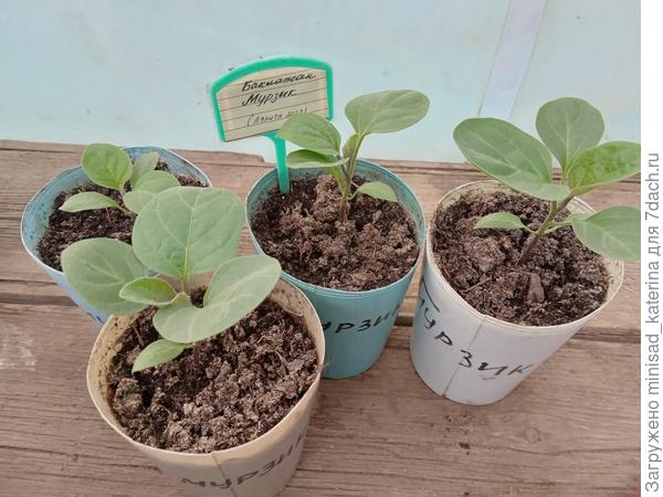 Рассада 23.04.23