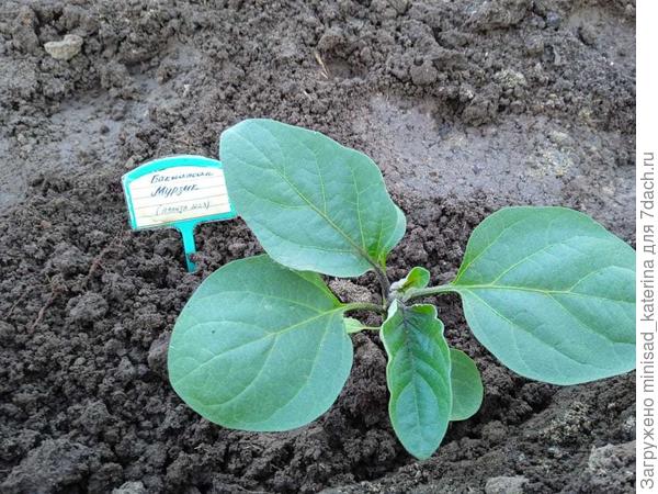 Высаженный куст