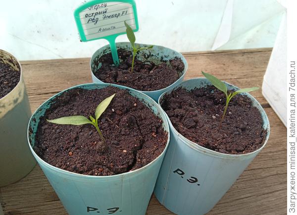 Распикированные перцы