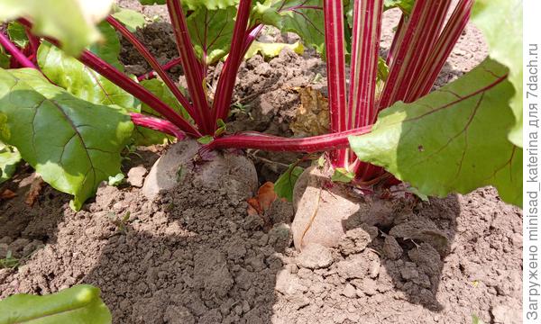 Свекла 09.07.23