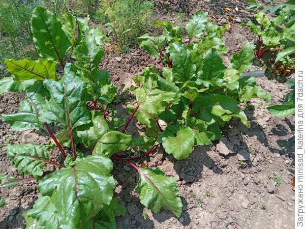 Общий вид на грядку 18.06.23