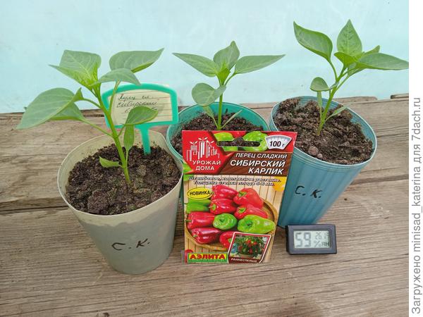 Перцы Сибирский карлик 30.04., перед высадкой на грядку