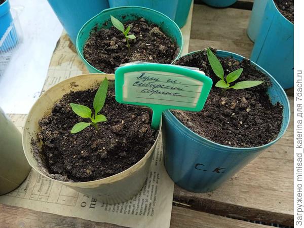 Рассада 06.04.23