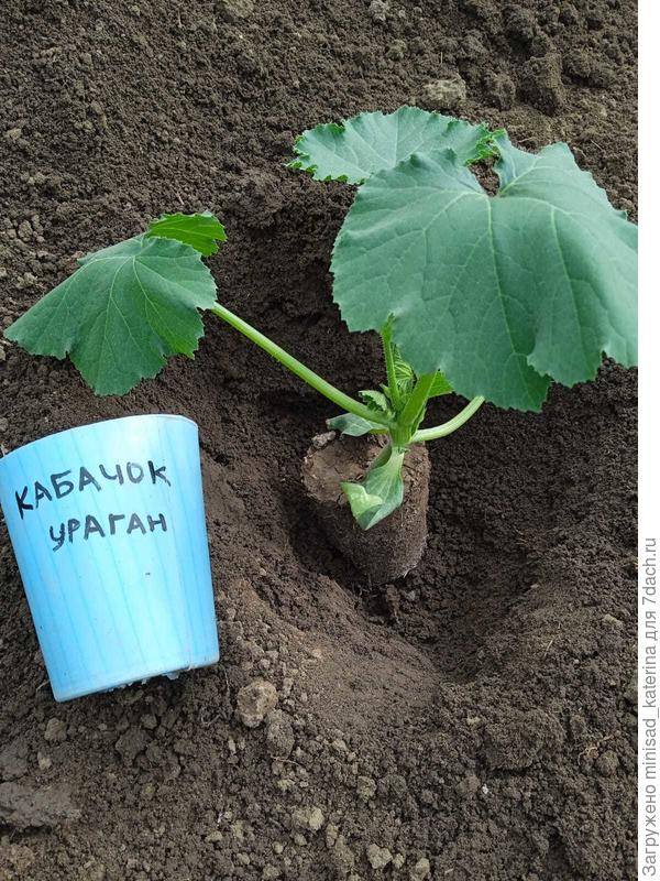 Высаживание на грядку 28.04.23