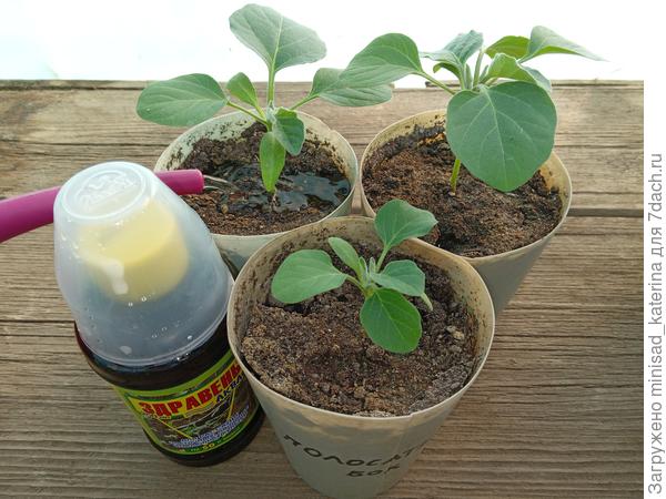 Полив с препаратом "Здравень Аква" 17.04.