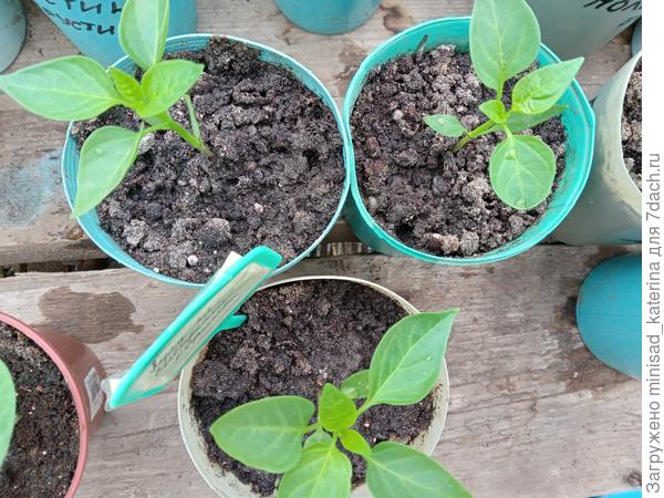 23.04.23, перцы растут