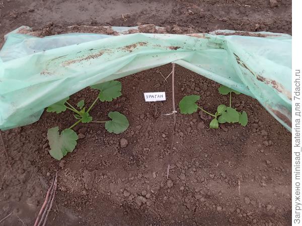 Кабачки днем