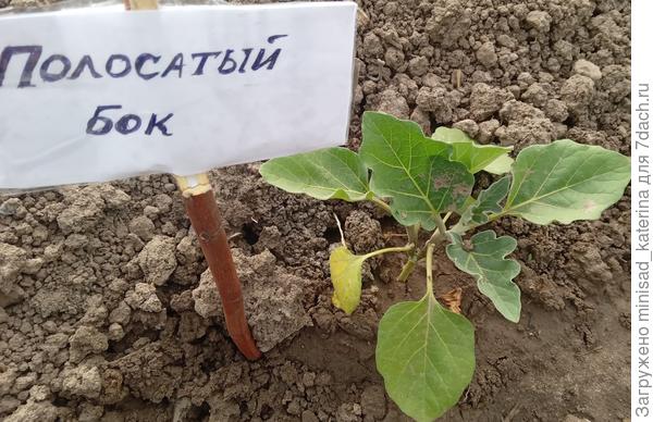 Баклажан Полосатый бок