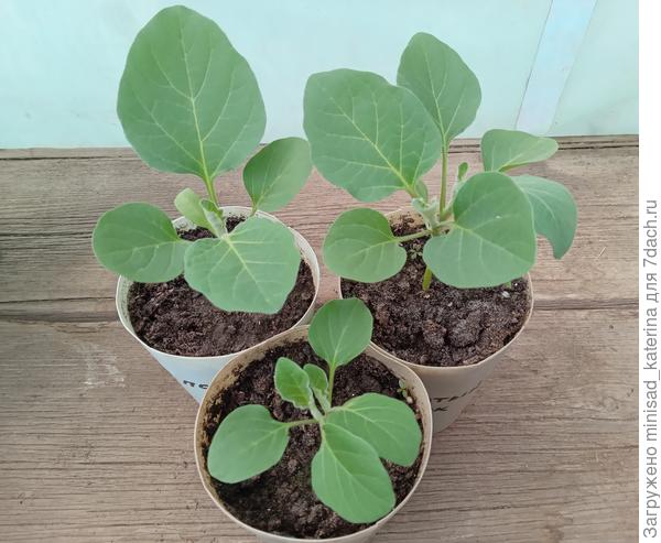 Баклажаны 23.04.23