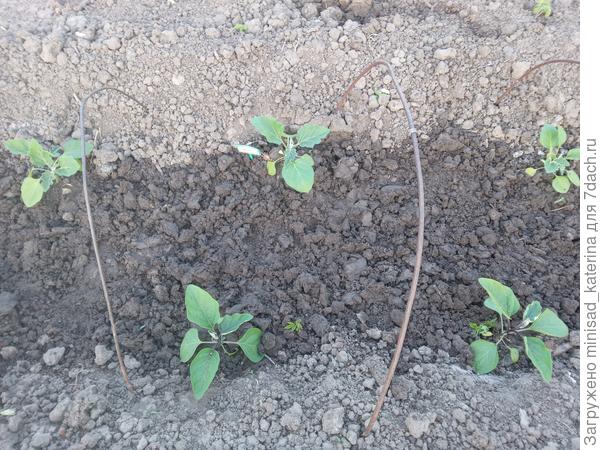 Баклажаны Полосатый бок