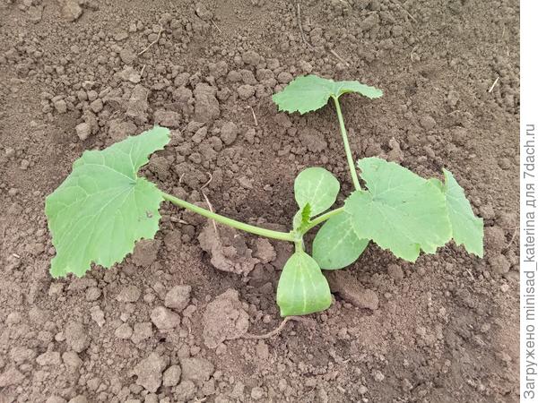 Два кабачка из второго посева после высадки на грядку, 01.05.23.