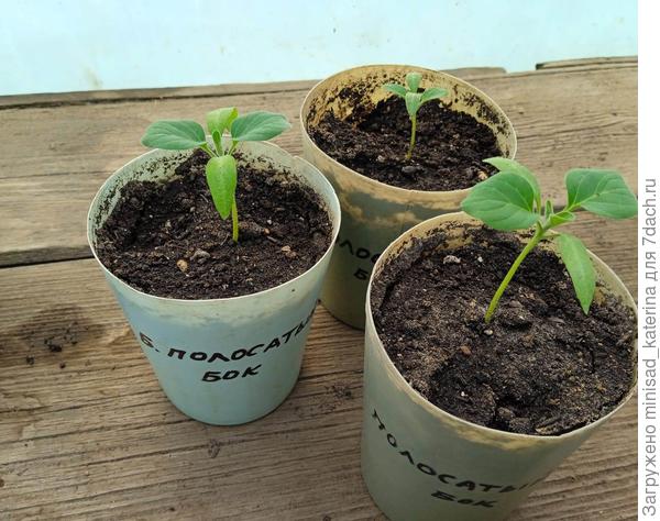 Баклажаны 06.04.23