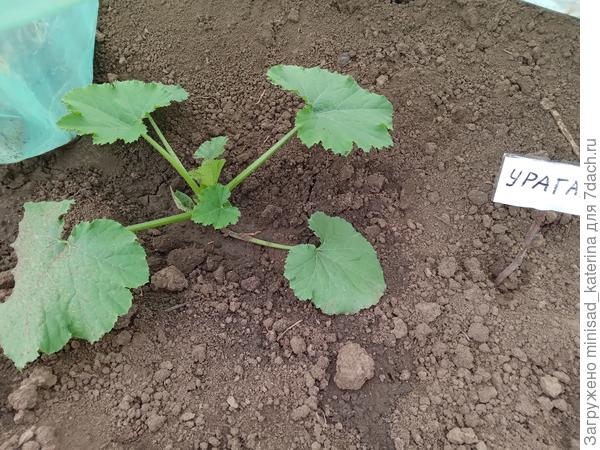 Первый куст 01.05.23