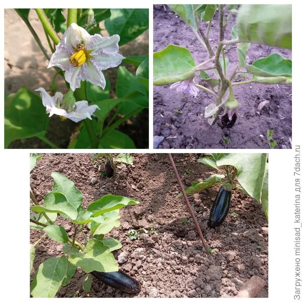 Цветение, первая завязь и плоды в июне