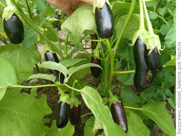 Куст в теплице 08.07.23