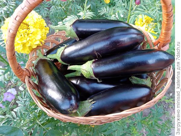 Баклажан "Чёрное золото"