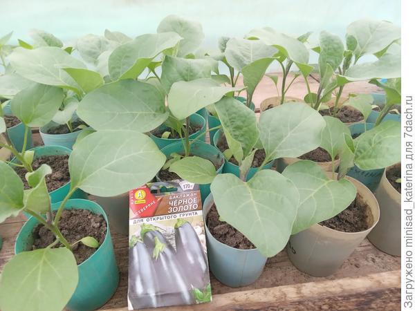 Рассада 20.04.23