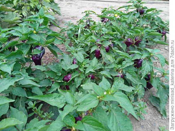 Кусты перца 03.08.23, до увядания