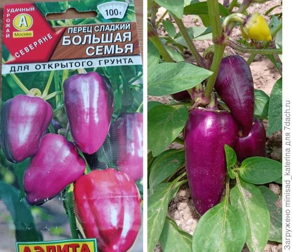 Вот такой вырос перчик, прямо как на картинке