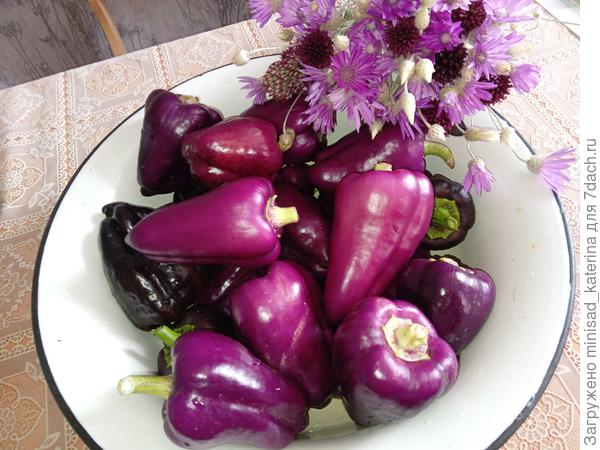 Урожай перца Большая семья