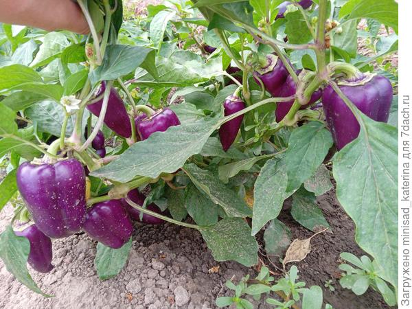 В открытом грунте 03.08.23